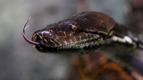 The python runs wild with no natural predators in the Florida Everglades.