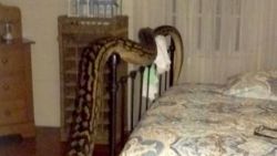 Python In Bedroom Trina Hibberd