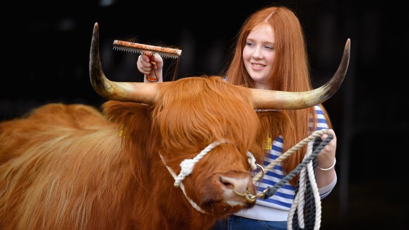 Laura Hunter and Molly the Highland cow prepare for the Royal Highland Show, an agricultural show near Edinburgh, Scotland, on Wednesday, June 22.
