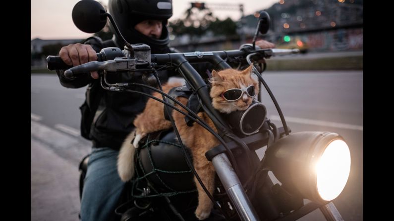A cat rides on a motorcycle in Rio de Janeiro on Sunday, June 19. The man in the photo said he always rides with his cat.