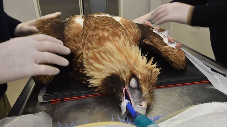 In this photo released on Friday, June 17, a wedge-tailed eagle named Wedginald is operated on in Healesville, Australia. Wedginald was winged by a shotgun and then run over by a car last month.