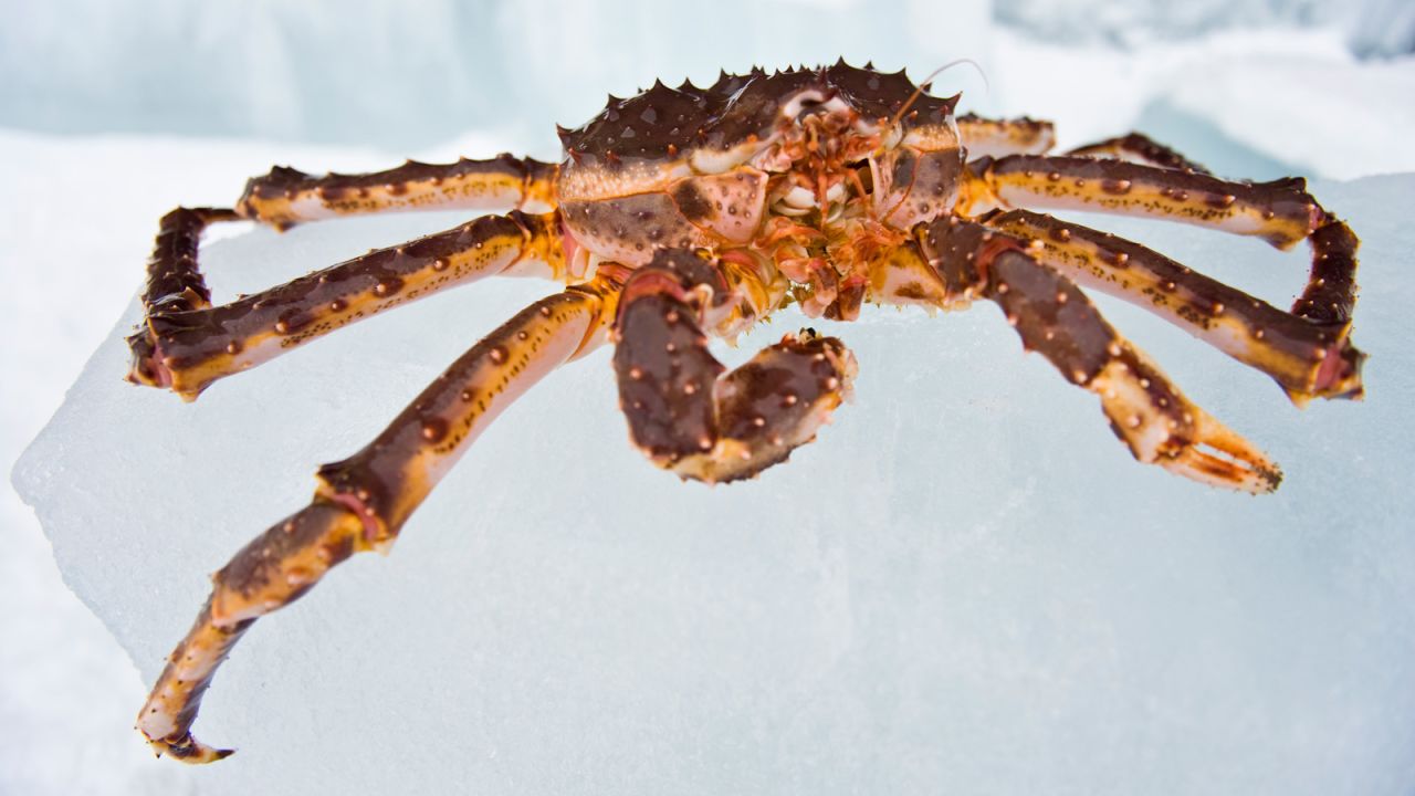 A number of tour operators offer king crab safaris to Kirkenes, on the border with Russia, between December and April.