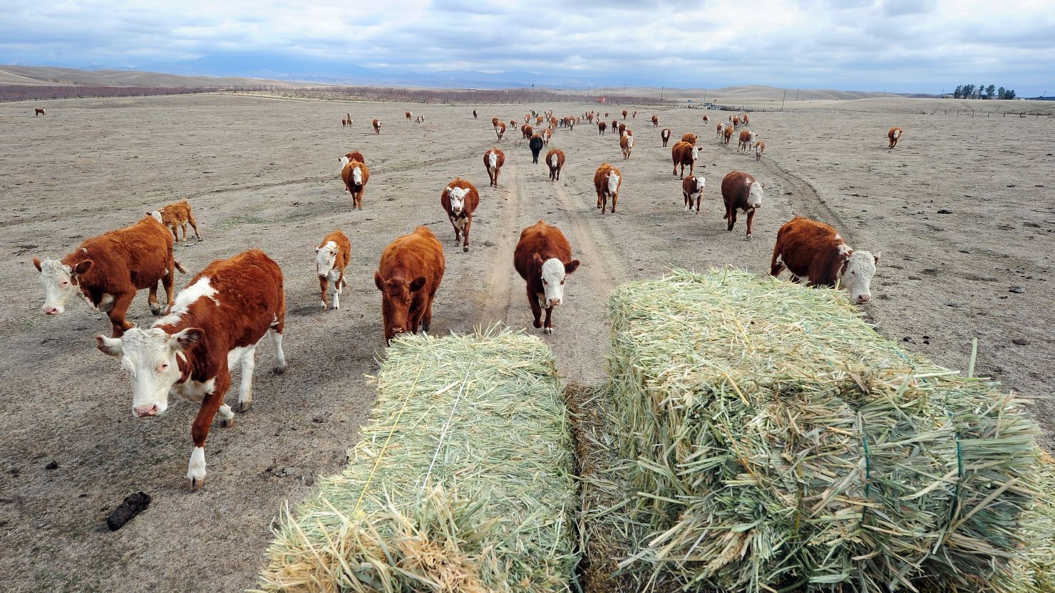 Here are some brown cows that, shockingly, produce regular milk.