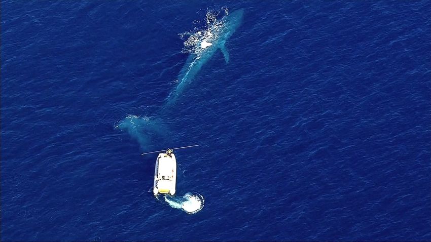 03 California Entangle Whale 06272016