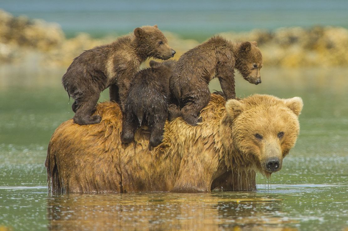 A mother bear takes a dip with her three youngsters.