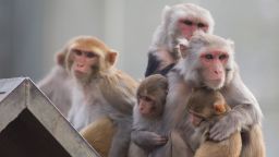 02 Zika immunity in monkeys