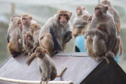 Rhesus macaque monkeys
