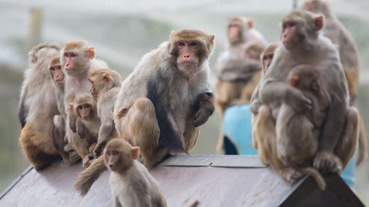 Rhesus macaque monkeys