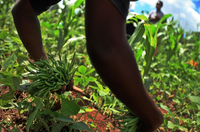 Whether it's too much junk food or a lack of nutritious foods, malnutrition fueled by poor diet is on the rise according to a new report by the Global Panel on Agriculture and Food Systems for Nutrition. <br />