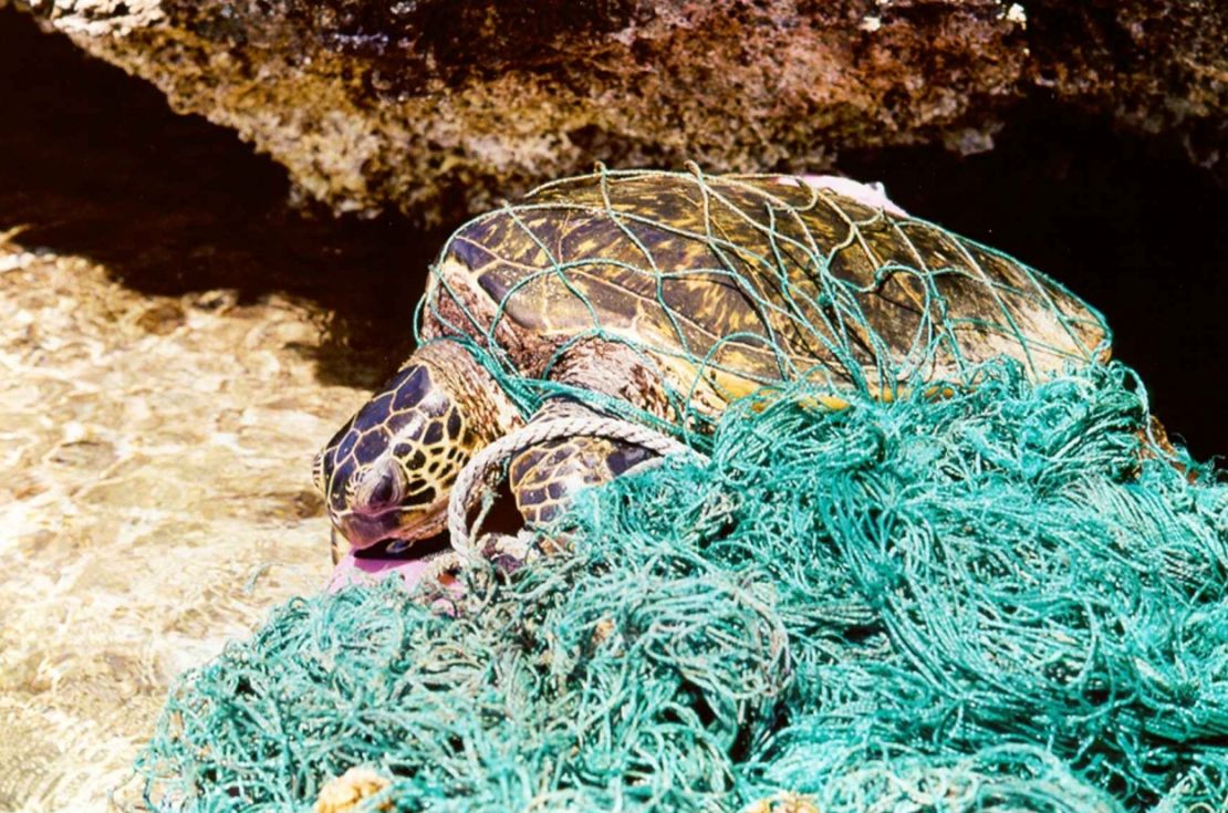 Sea turtle tangled in plastic fishing gear. 