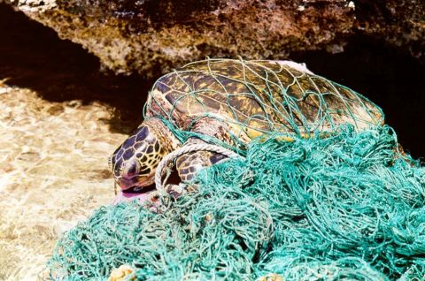 Sea turtles fall victim to ghost fishing nets.
