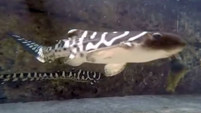Leopard Shark Virgin Birth 3