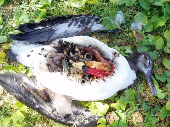 The film documents the effects of plastic on marine life. More than one million seabirds are <a href="index.php?page=&url=http%3A%2F%2Foceancrusaders.org%2Fplastic-crusades%2Fplastic-statistics%2F" target="_blank" target="_blank">estimated to be killed every year through entanglement and ingestion</a>, often mistaking plastic for food. 