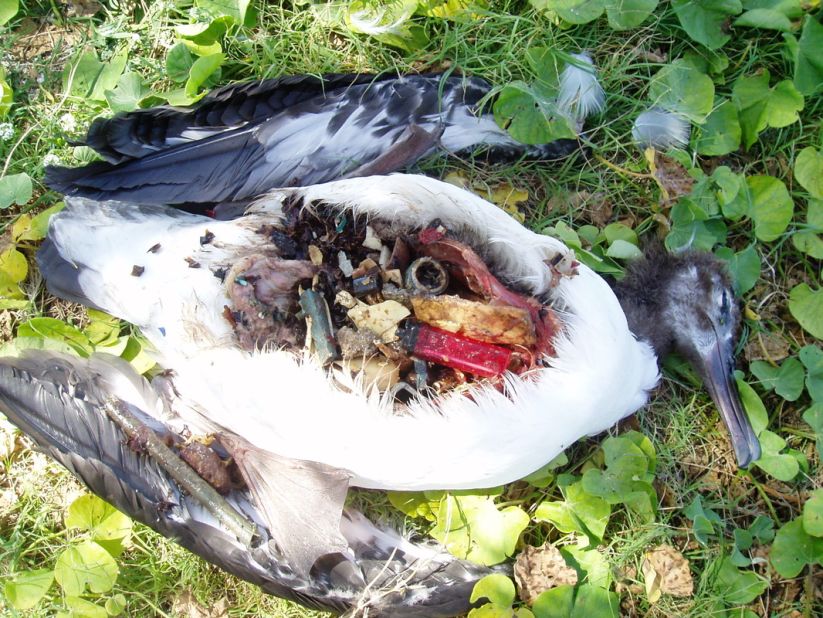 The film documents the effects of plastic on marine life. More than one million seabirds are <a href="http://oceancrusaders.org/plastic-crusades/plastic-statistics/" target="_blank" target="_blank">estimated to be killed every year through entanglement and ingestion</a>, often mistaking plastic for food.