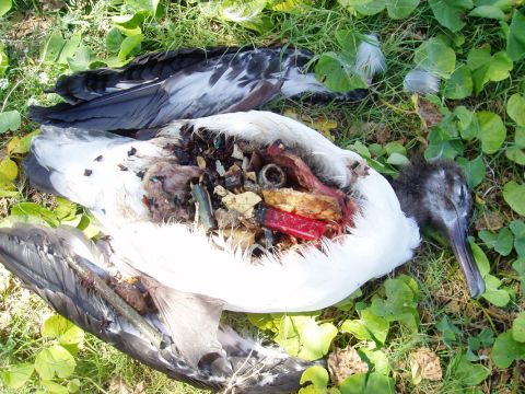 The film documents the effects of plastic on marine life. More than one million seabirds are <a href="http://oceancrusaders.org/plastic-crusades/plastic-statistics/" target="_blank" target="_blank">estimated to be killed every year through entanglement and ingestion</a>, often mistaking plastic for food. 