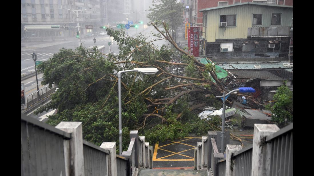 Damaged trees lie on the road as typhoon Soudelor hits Taipei on August 8, 2015.  Typhoon Soudelor battered Taiwan with fierce winds and rain leaving four people dead and a trail of debris in its wake.