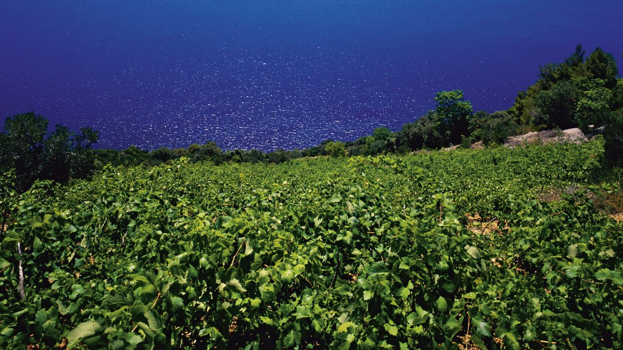 Rural Croatia is dotted by about 1,000 wineries.
