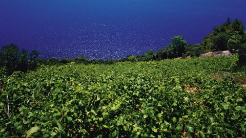 Rural Croatia is dotted by about 1,000 wineries.