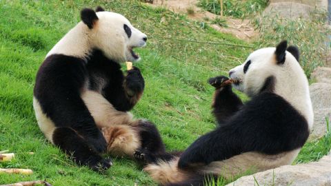 Chengdu: It's all about the pandas. 