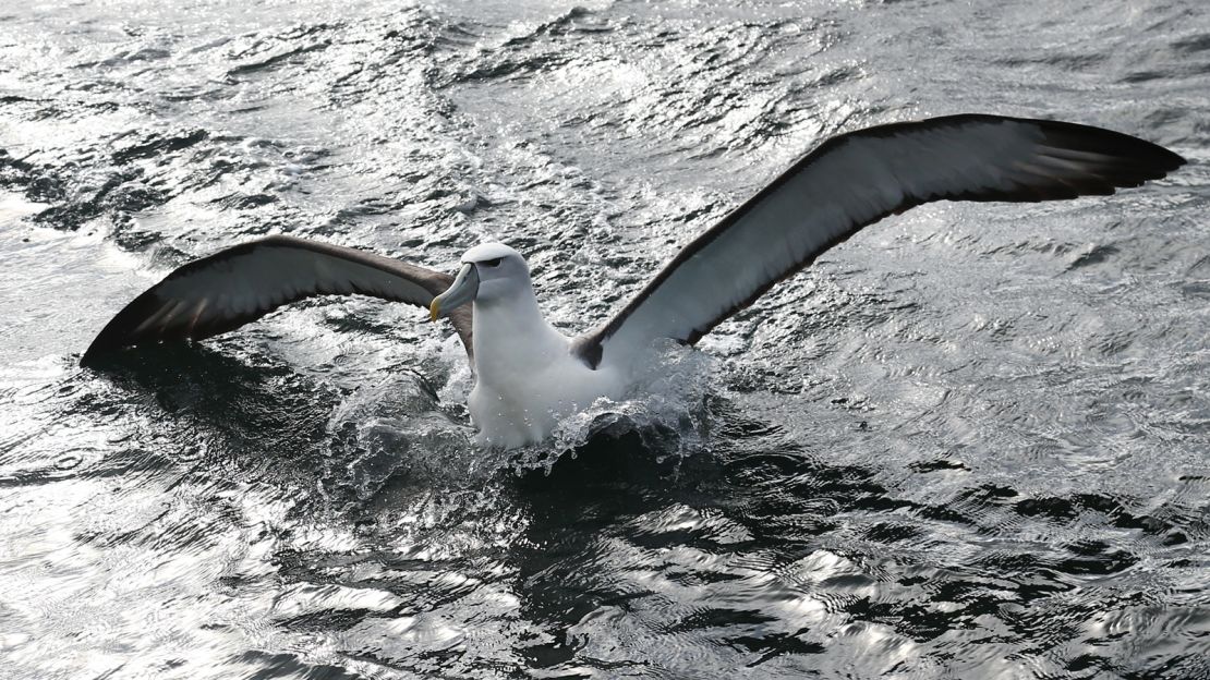 A mollymawk -- a type of albatross -- lands on water near Ulva Island. 