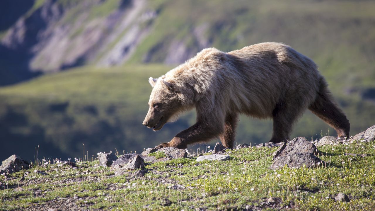 Between May 30, 2015, and September 18, 2015, 61 bear-human interactions were documented in Denali National Park, according to the park's website. 
