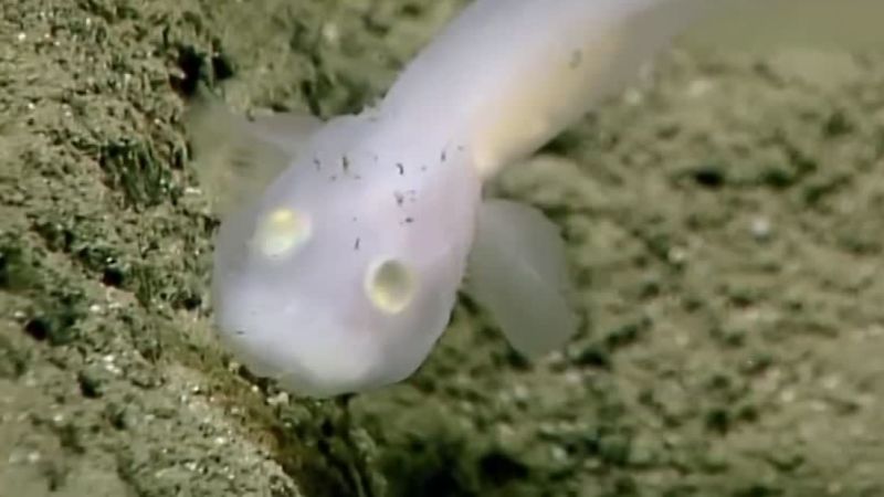 Ghostly fish seen alive for first time ever | CNN