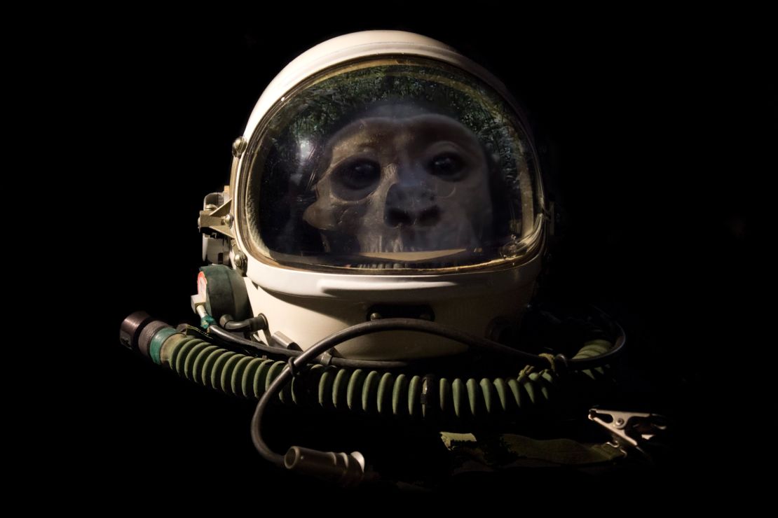 "A Ω" (2016) by Mat Collishaw, inspired by the journey from ape to spaceman in "2001: A Space Odyssey"