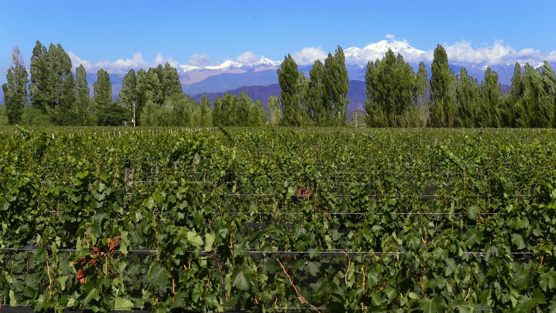Cycling is a good way to explore the Lujan de Cuyo (pictured here) and Maipu regions in Argentina's Mendoza. The're famous for producing Malbec.