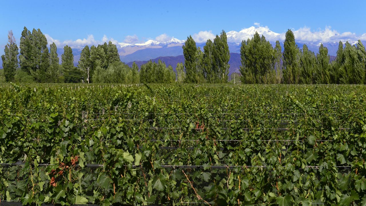 Cycling is a good way to explore the Lujan de Cuyo (pictured here) and Maipu regions in Argentina's Mendoza. The're famous for producing Malbec.