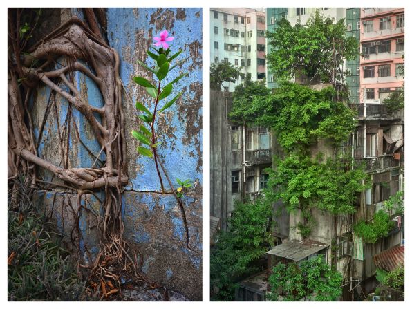 French photographer Romain Jacquet-Lagrèze was shooting on a Hong Kong rooftop when he noticed a tree "growing out of nowhere," inspiring this photo series. Jacquet-Lagrèze says the plants reminded him of the city's people, living with "perseverance, diligence, and independence."