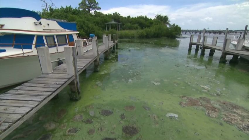 florida foul smelling algae sandoval pkg_00002928.jpg