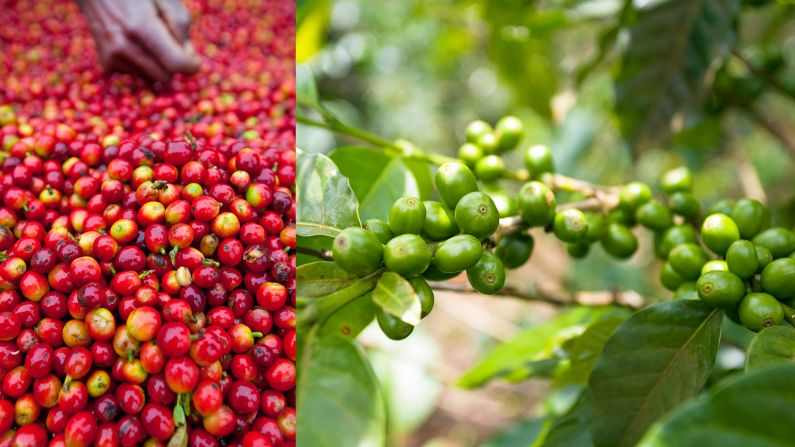 The Bolaven Plateau is the heart of Laos' coffee industry, producing the lion's share of the national crop, most of which is exported. Coffee is one of the country's most important revenue sources. According to the Lao Coffee Association, exports of 30,000 tons generated about $72 million for the country in 2013. 