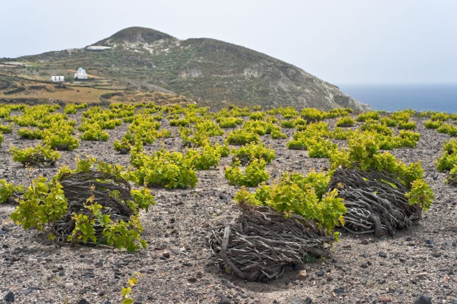 On Santorini, young vines are twisted to form a wreath with the grapes growing in the center to protect them from harsh winds that blow down the Aegean in winter. 