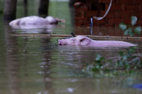A pig swims in flood waters after Jushui river broke the dyke and flooded Dongchun near Wuhan July 3. The floods have destroyed crops and livestock. 