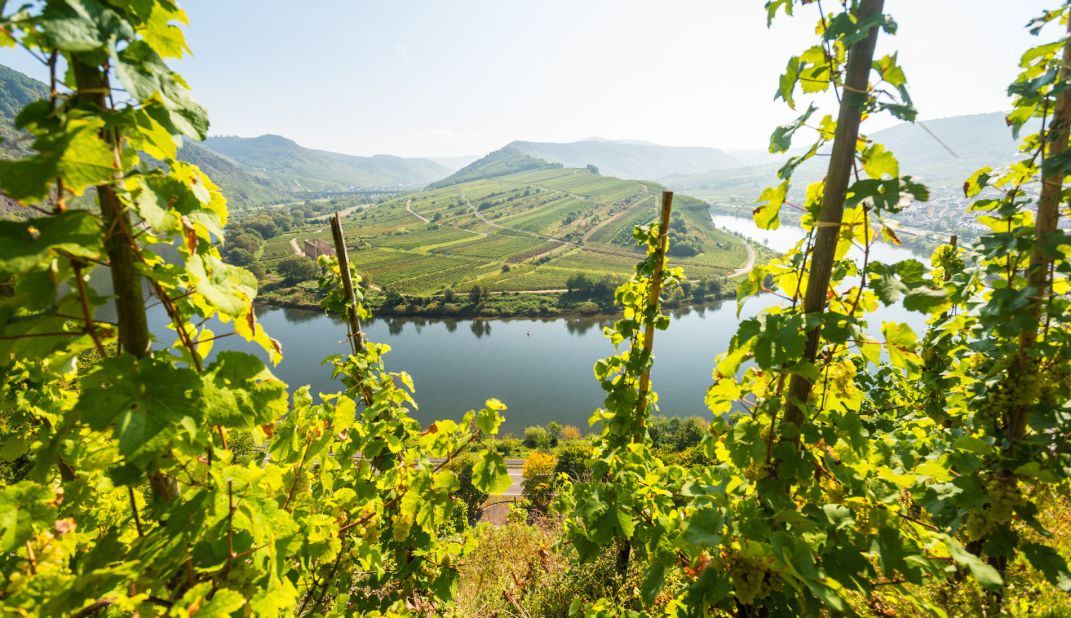 A trip along the scenic Moselle River reveals some of the terraces of the steepest vineyard slopes to be found anywhere. 
