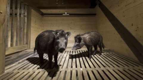 A pair of animals are displayed in the cages inside the reproduced ark. 