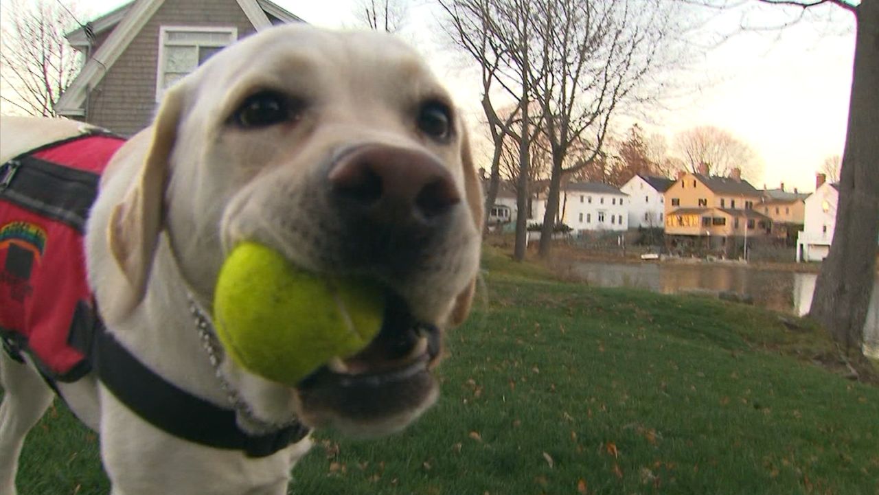 An assistance dog trained to work with diabetic owners sniffs the camera.