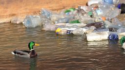A duck swims past plastic bottles floating near the banks of the Sava river in Belgrade on February 13, 2013. AFP PHOTO / ANDREJ ISAKOVIC        (Photo credit should read ANDREJ ISAKOVIC/AFP/Getty Images)