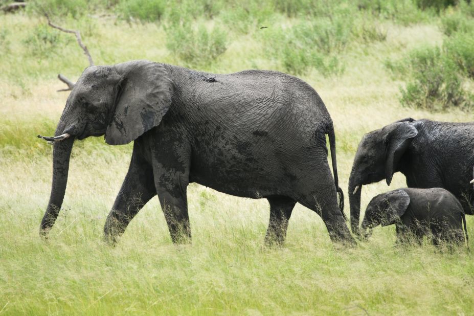 The park is located on an important migration route between Botswana and Angola for African elephants and other wildlife. 