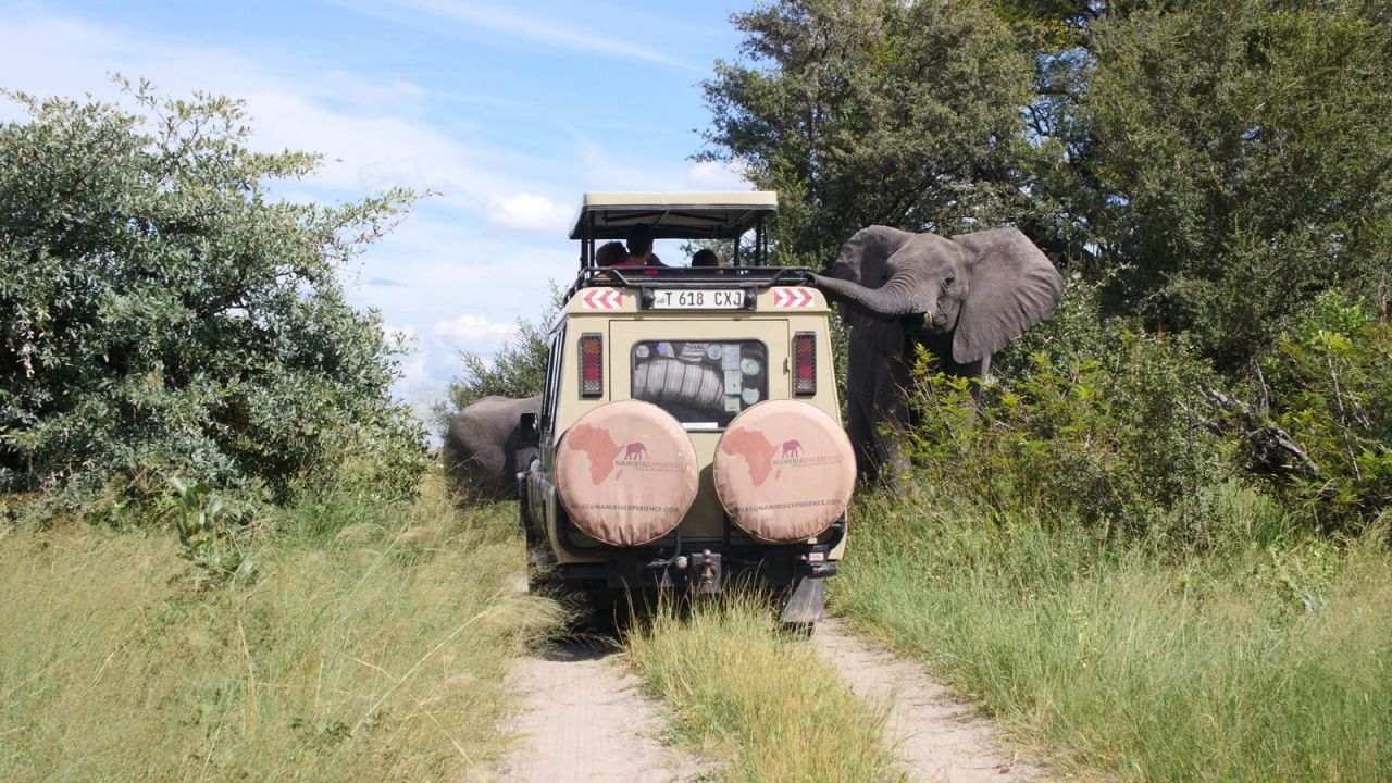 Namibia Experience offers excursion tours which allow guests to get up close to African elephants.  