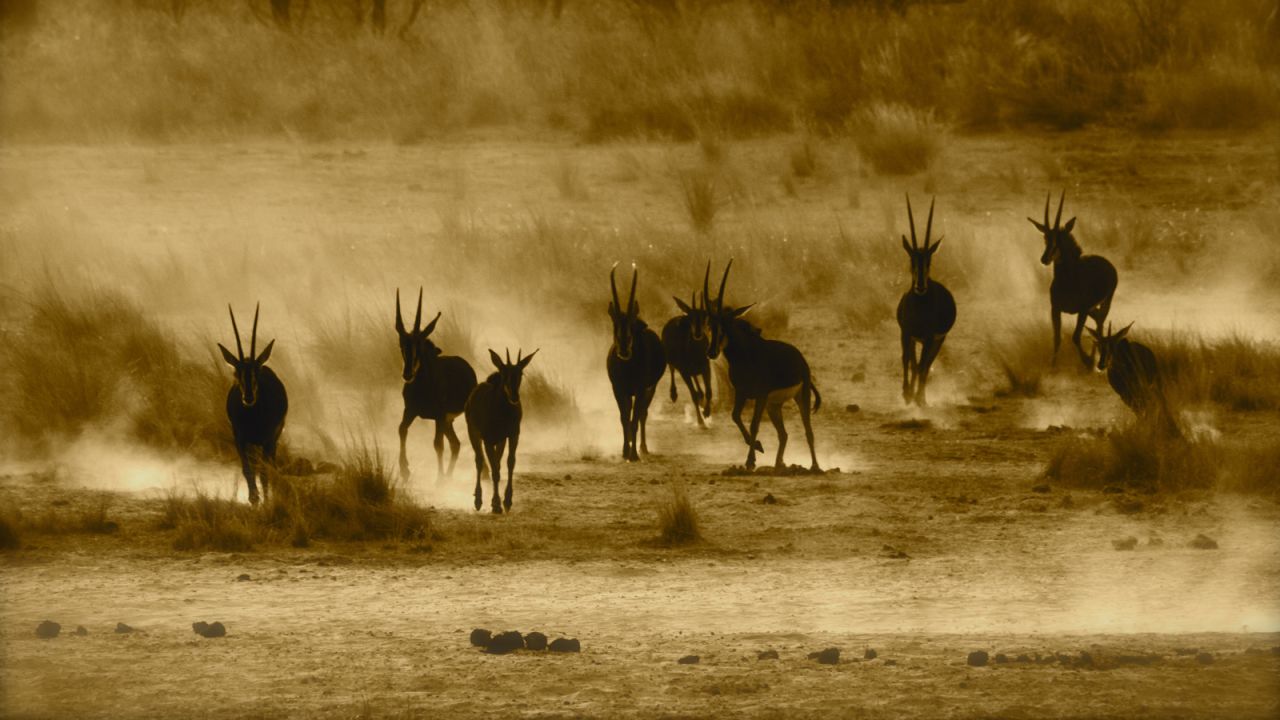 Among the many species to call Bwabwata home are sable antelope (pictured), African buffalo, hippopotamuses and zebras. 