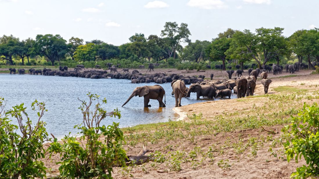 The area's wildlife population was decimated during the Border War of the 1970s and '80s but, thanks to Namibia's community-driven conservation efforts, the elephants are now returning to Bwabwata in droves.