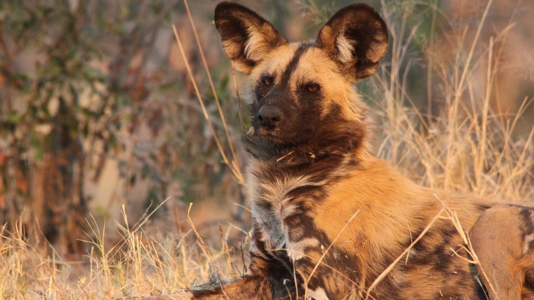 The African wild dog is classified as an endangered species by the International Union for Conservation of Nature (IUCN), with the <a href="http://www.worldwildlife.org/species/african-wild-dog" target="_blank" target="_blank">current population</a> being estimated at around 6,600 adults. 