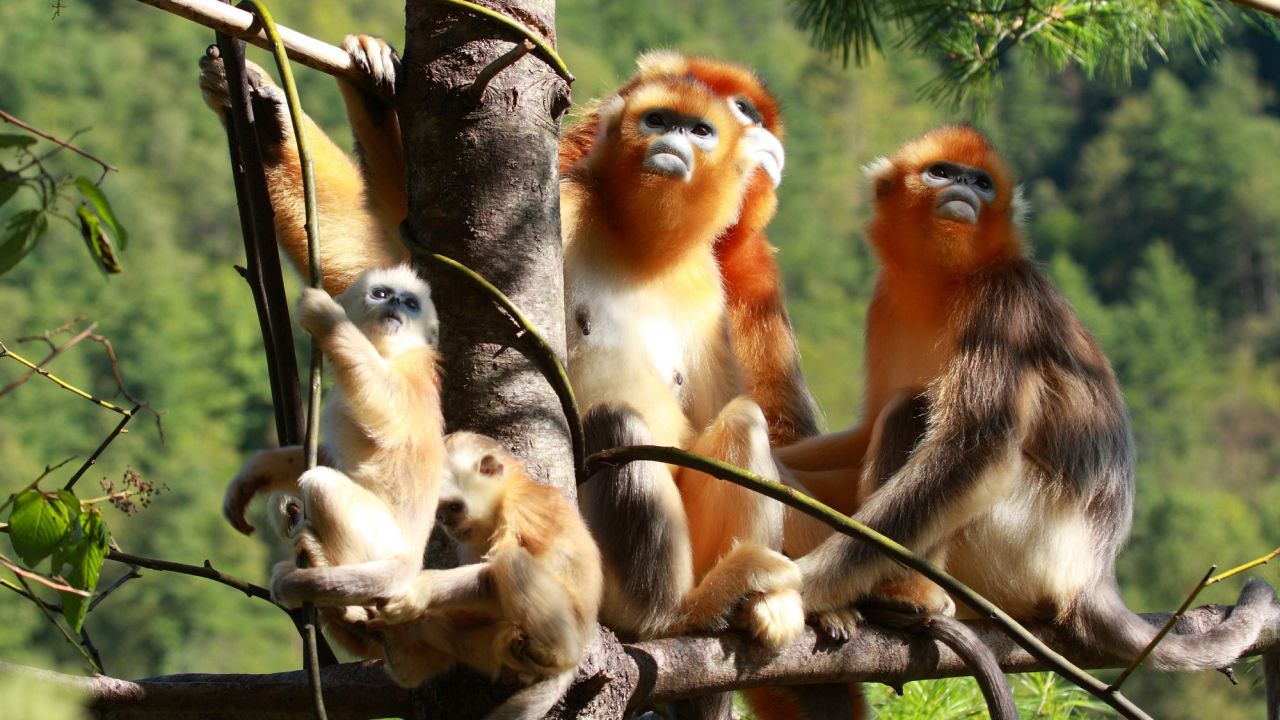 Hubei Shennongjia protects Central China's largest remaining primary forests. It's also the habitat for the golden or snub-nosed monkey (shown here), the Chinese giant salamander, the clouded leopard, the Asian black bear and many other rare animal species.<br />