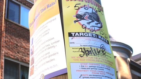 Rat warning signs went up across Chicago as complaints skyrocketed.