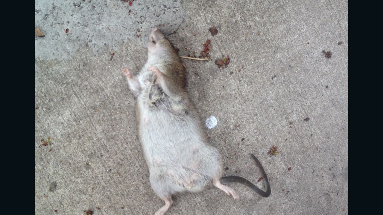 Rat complaints are up 67% this year in Chicago.