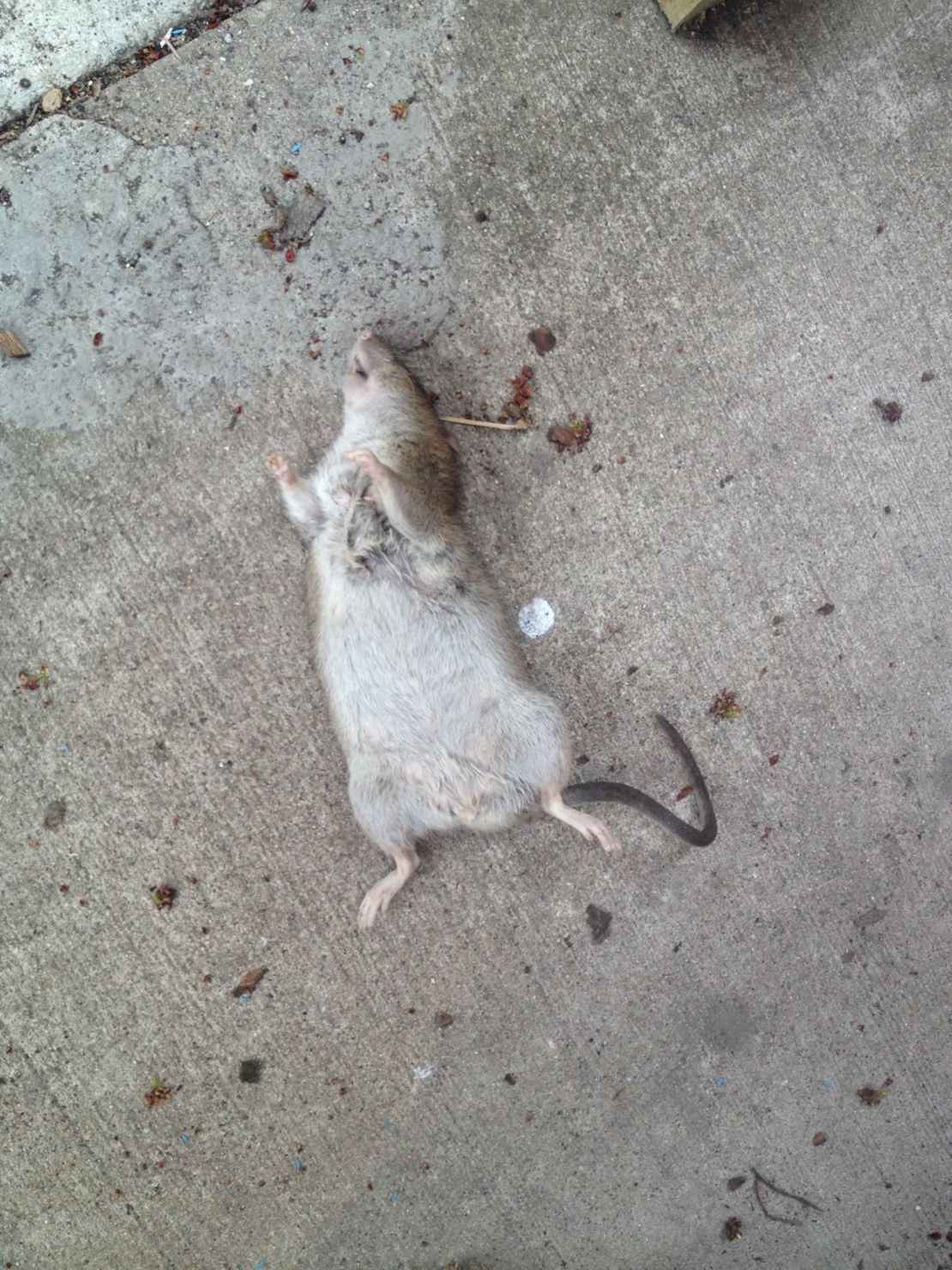 Opinion  Is There Any Humane Way to Kill a Mouse? - The New York