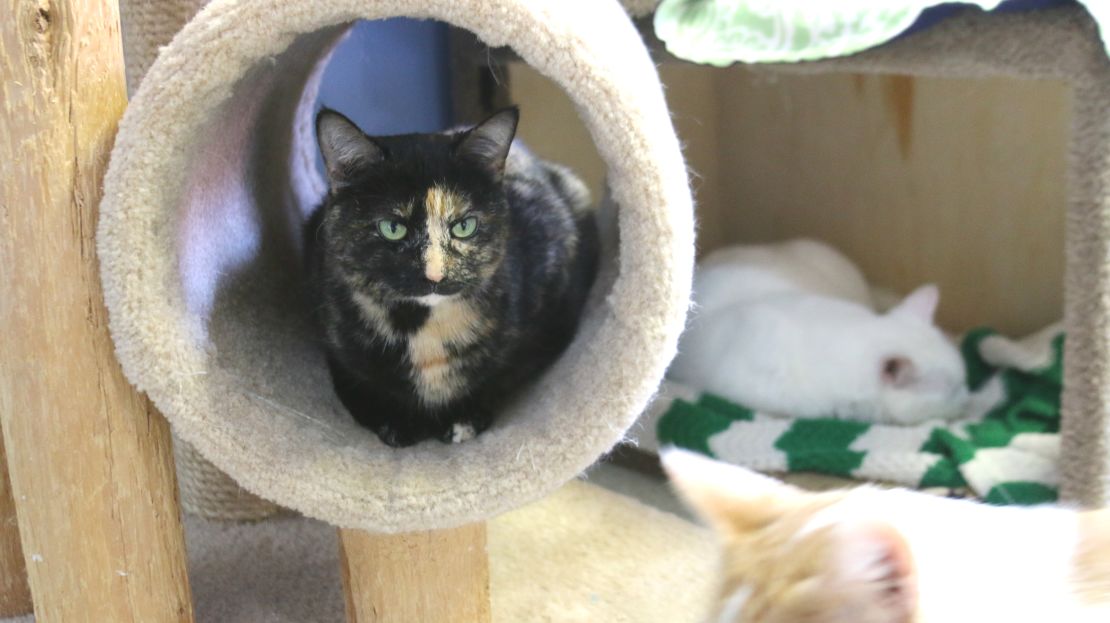 Tree House Humane Society was the country's first cageless, no kill shelter.