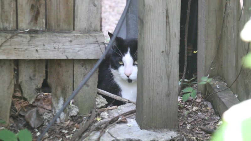 Feral cats for rodent sales control