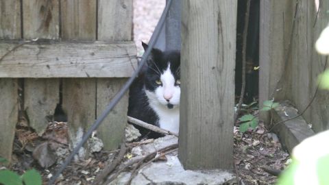 In Chicago, cats keep the rats out of people's yards, too.